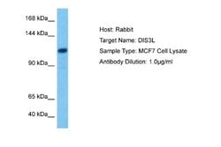 DIS3L Rabbit anti-Human, Polyclonal, Novus Biologicals 0.1ml; Unconjugated:Antibodies,